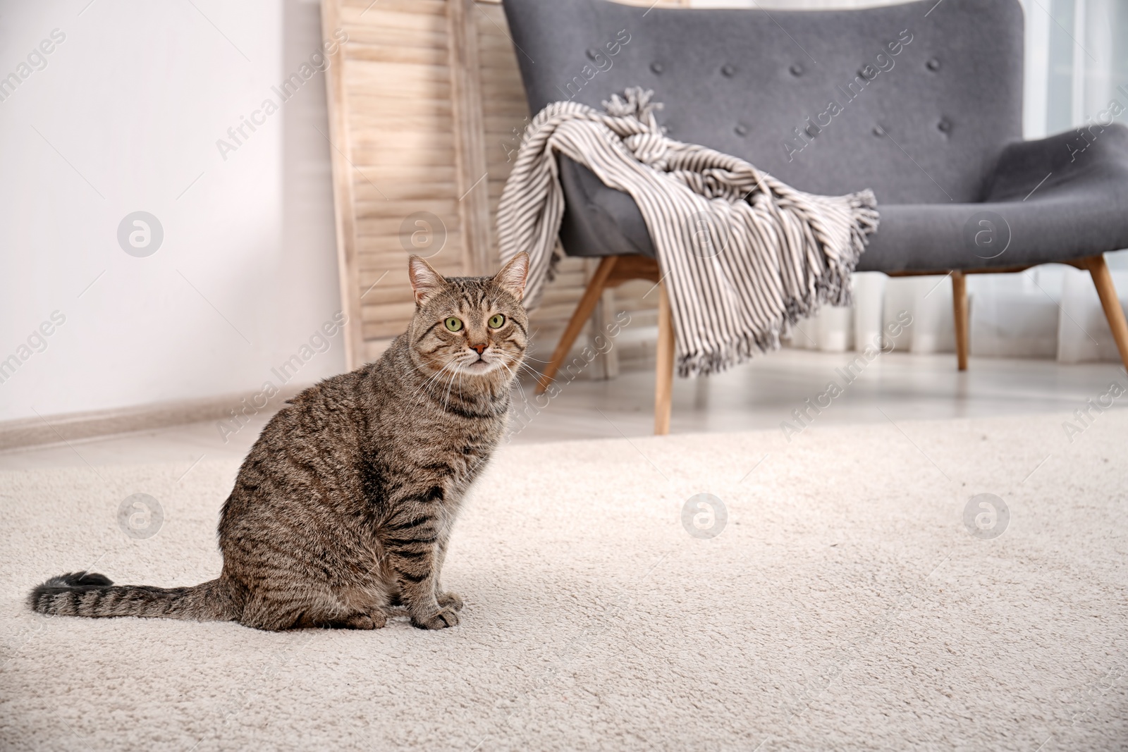 Photo of Cute cat sitting on carpet at home