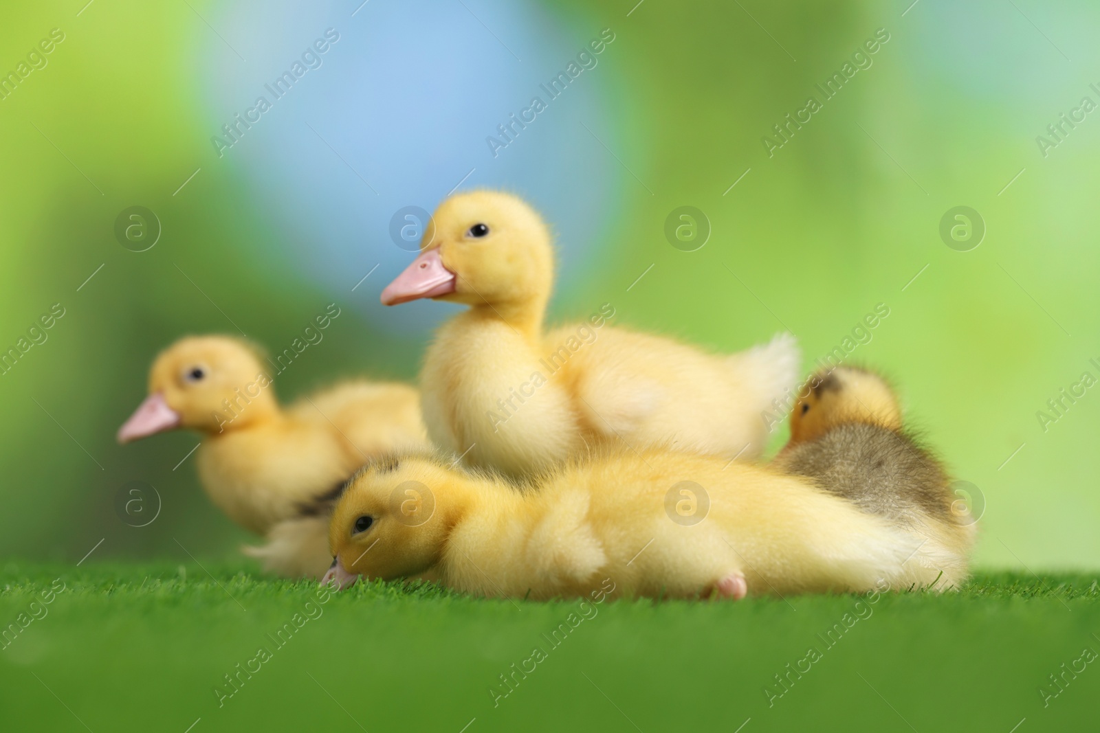 Photo of Cute fluffy ducklings on artificial grass against blurred background, closeup. Baby animals