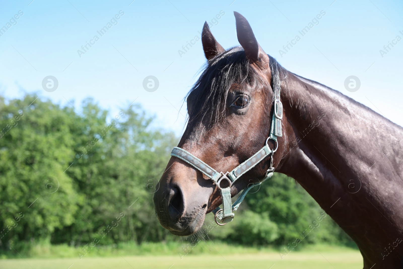 Photo of Dark bay horse outdoors on sunny day. Beautiful pet