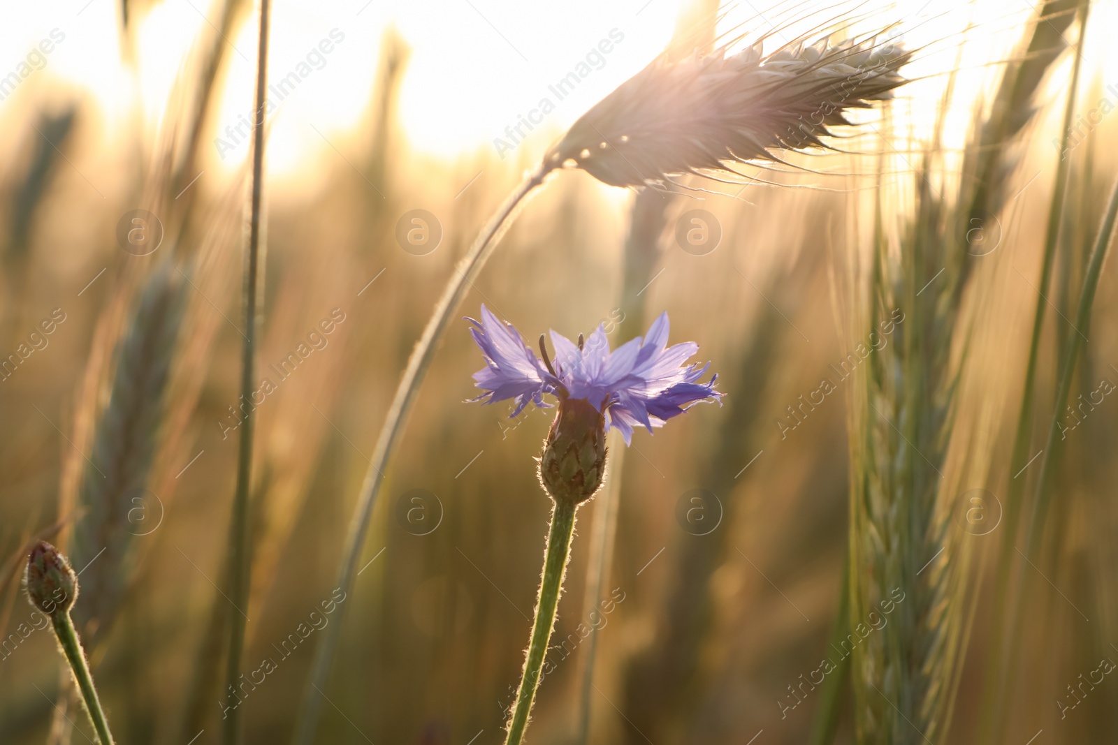 Photo of Beautiful blooming cornflower growing in field, closeup