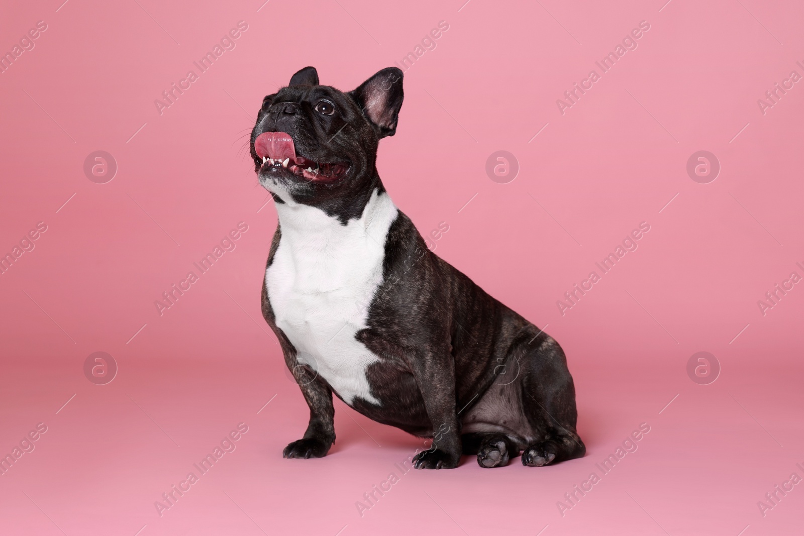 Photo of Adorable French Bulldog on pink background. Lovely pet