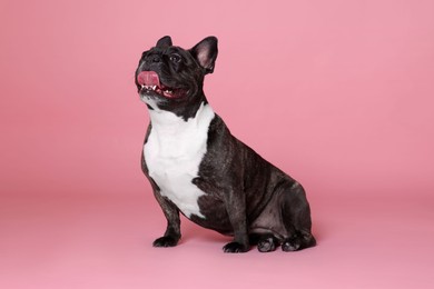 Adorable French Bulldog on pink background. Lovely pet