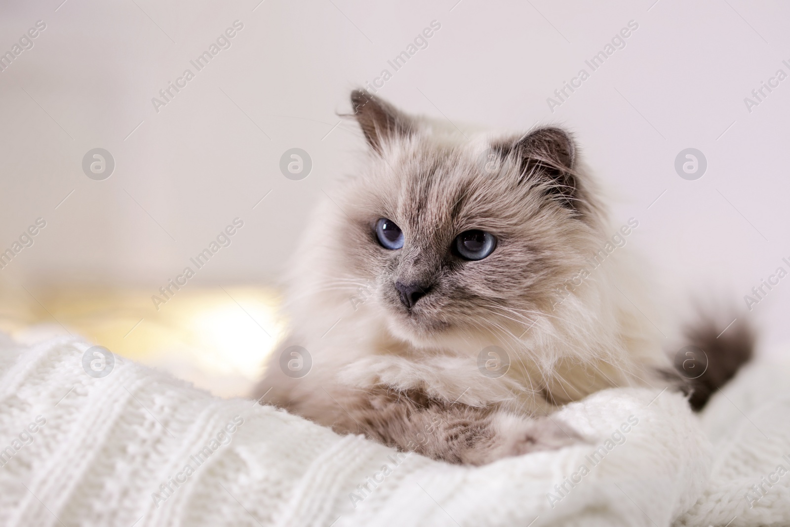 Photo of Cute cat lying on knitted blanket at home. Warm and cozy winter