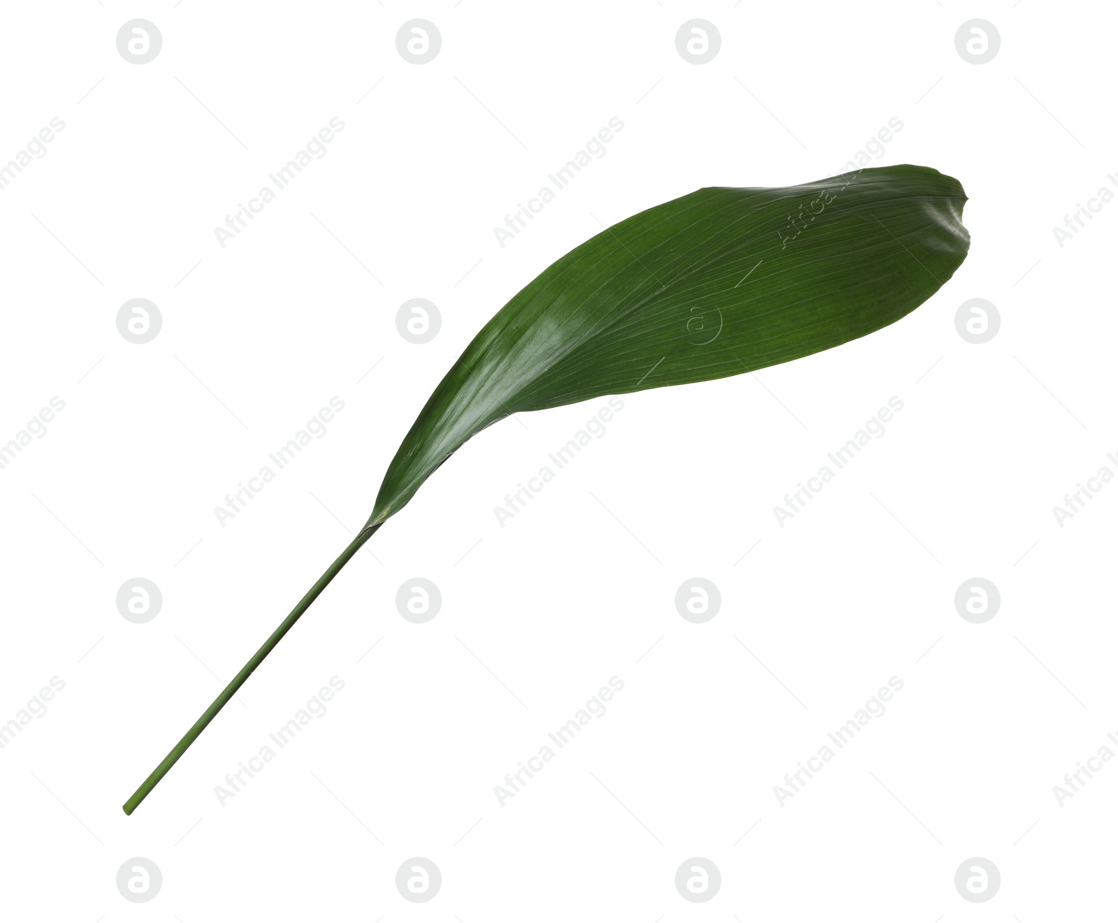 Photo of Leaf of tropical aspidistra plant isolated on white