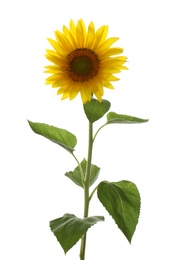 Photo of Beautiful bright blooming sunflower isolated on white