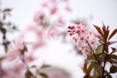 Closeup view of blossoming pink sakura tree outdoors