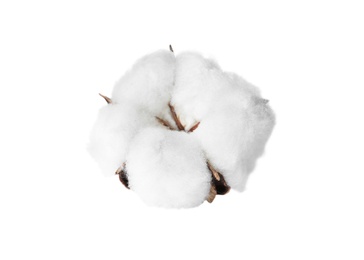 Beautiful fluffy cotton flower on white background
