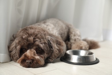 Photo of Cute Maltipoo dog near feeding bowl indoors. Lovely pet