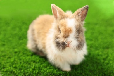 Photo of Cute fluffy pet rabbit on green grass