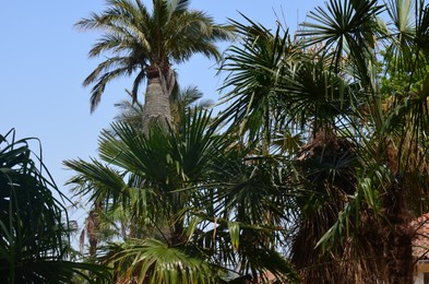 Photo of Beautiful palm trees with lush leaves growing outside