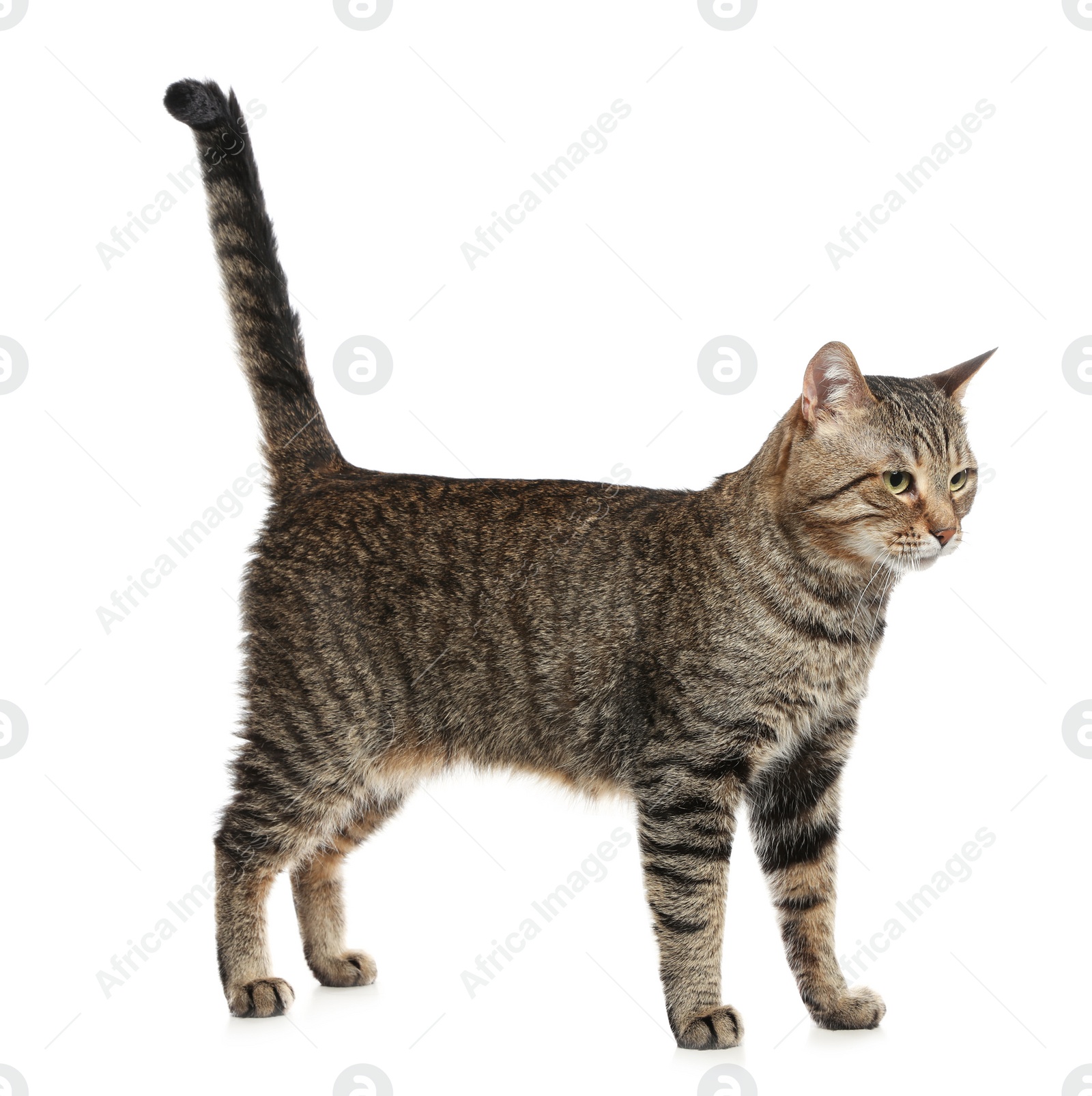 Photo of Cute tabby cat isolated on white. Friendly pet