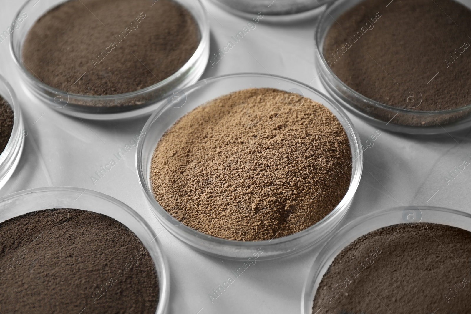 Photo of Petri dishes with soil samples on grey table. Laboratory research