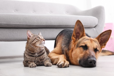 Photo of Adorable cat and dog resting together near sofa indoors. Animal friendship