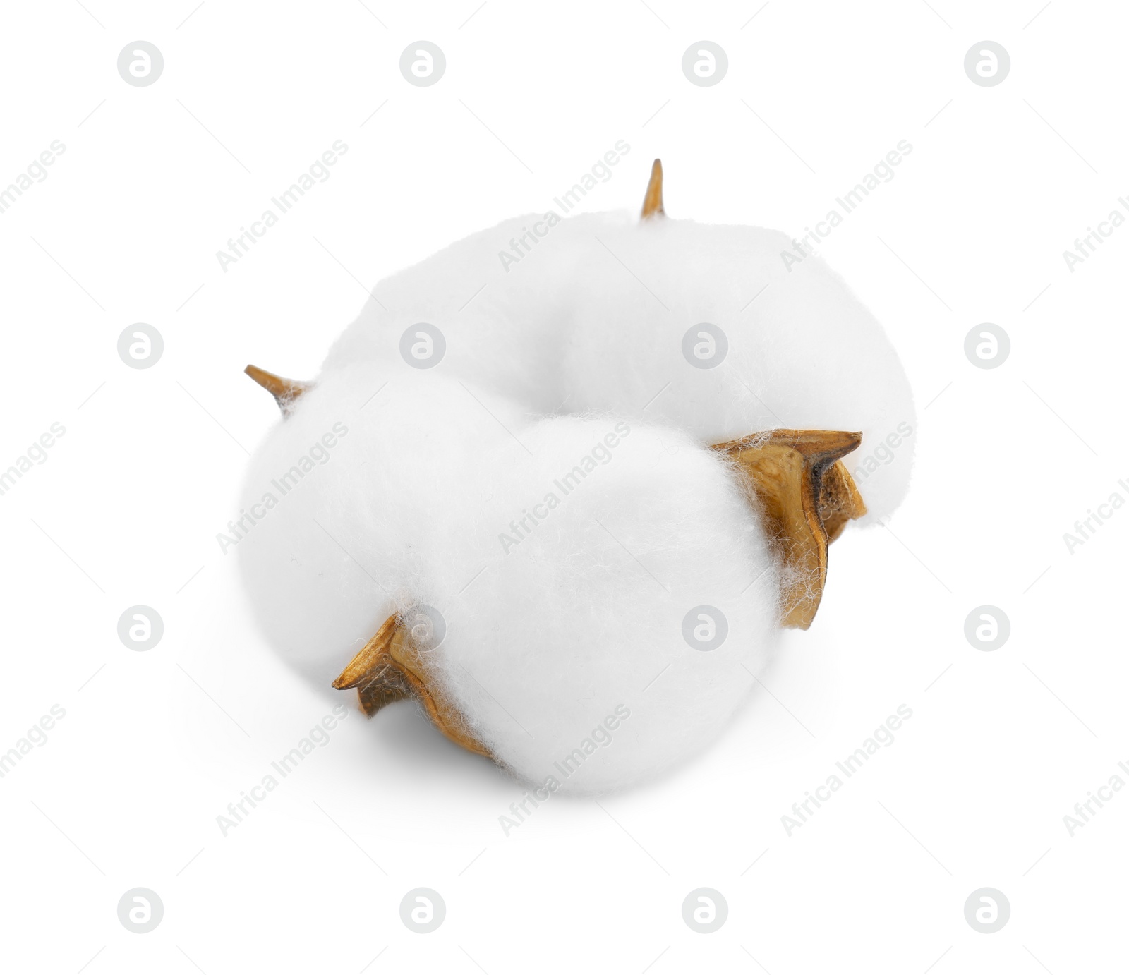 Photo of One soft cotton flower isolated on white