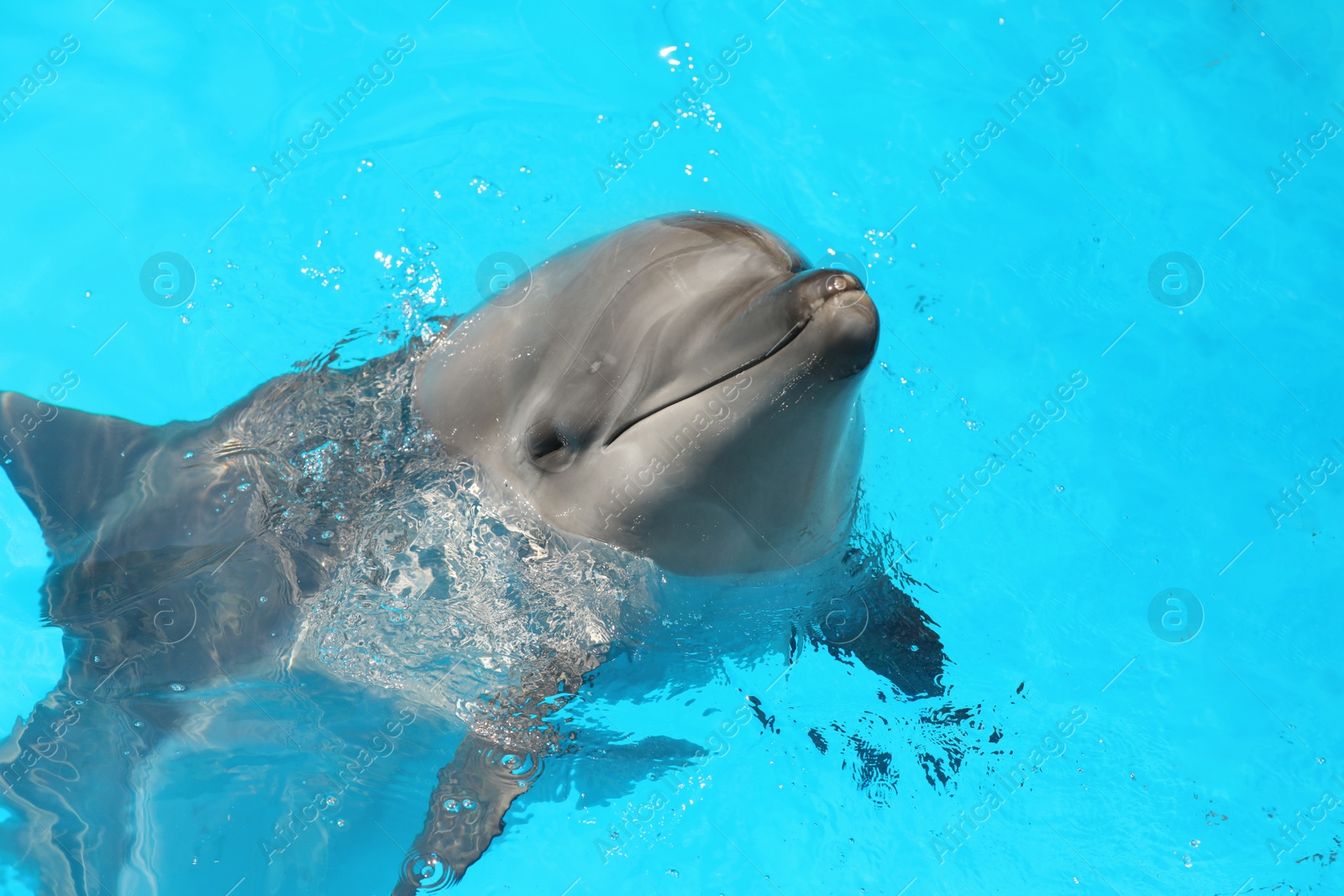 Photo of Dolphin swimming in pool at marine mammal park