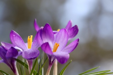 Photo of Fresh purple crocus flowers growing on blurred background