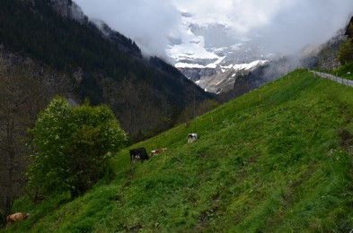 Photo of Beautiful view of mountains covered with fog and cows grazing on meadow