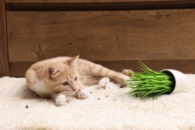 Cute ginger cat near overturned houseplant on carpet at home