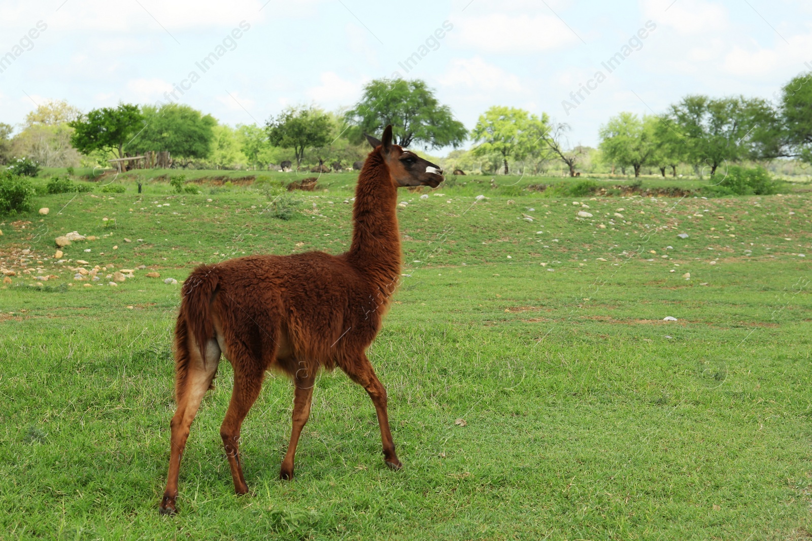 Photo of Beautiful fluffy llama on green grass in safari park