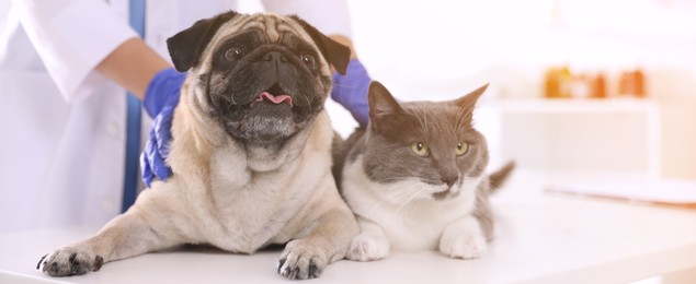 Veterinarian examining cute pug dog and cat in clinic, closeup. Banner design