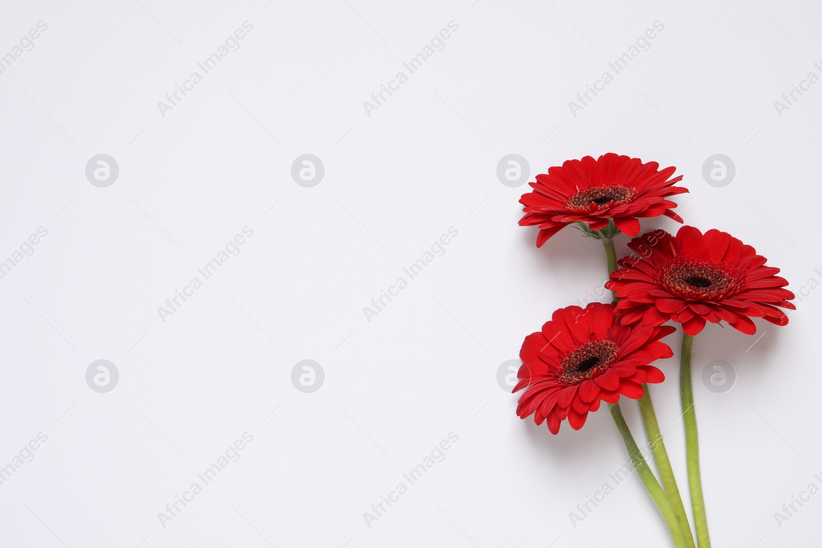 Photo of Beautiful red gerbera flowers on white background, top view