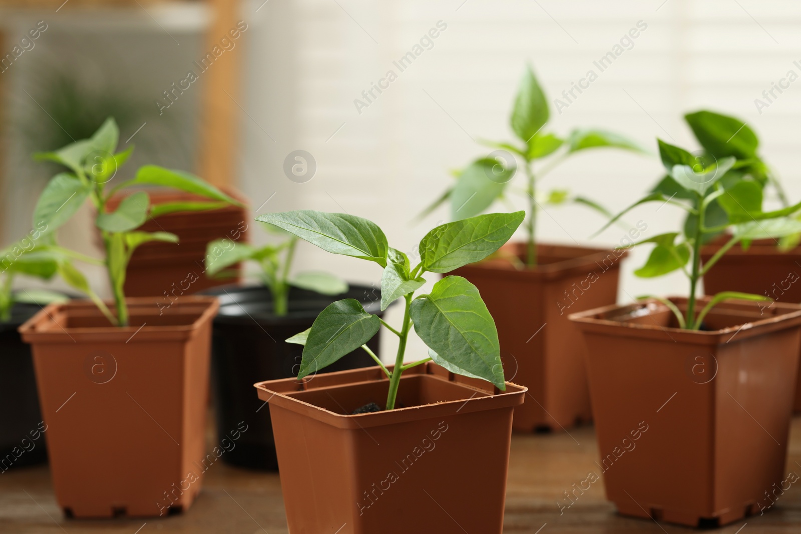 Photo of Seedlings growing in plastic containers with soil on table, closeup