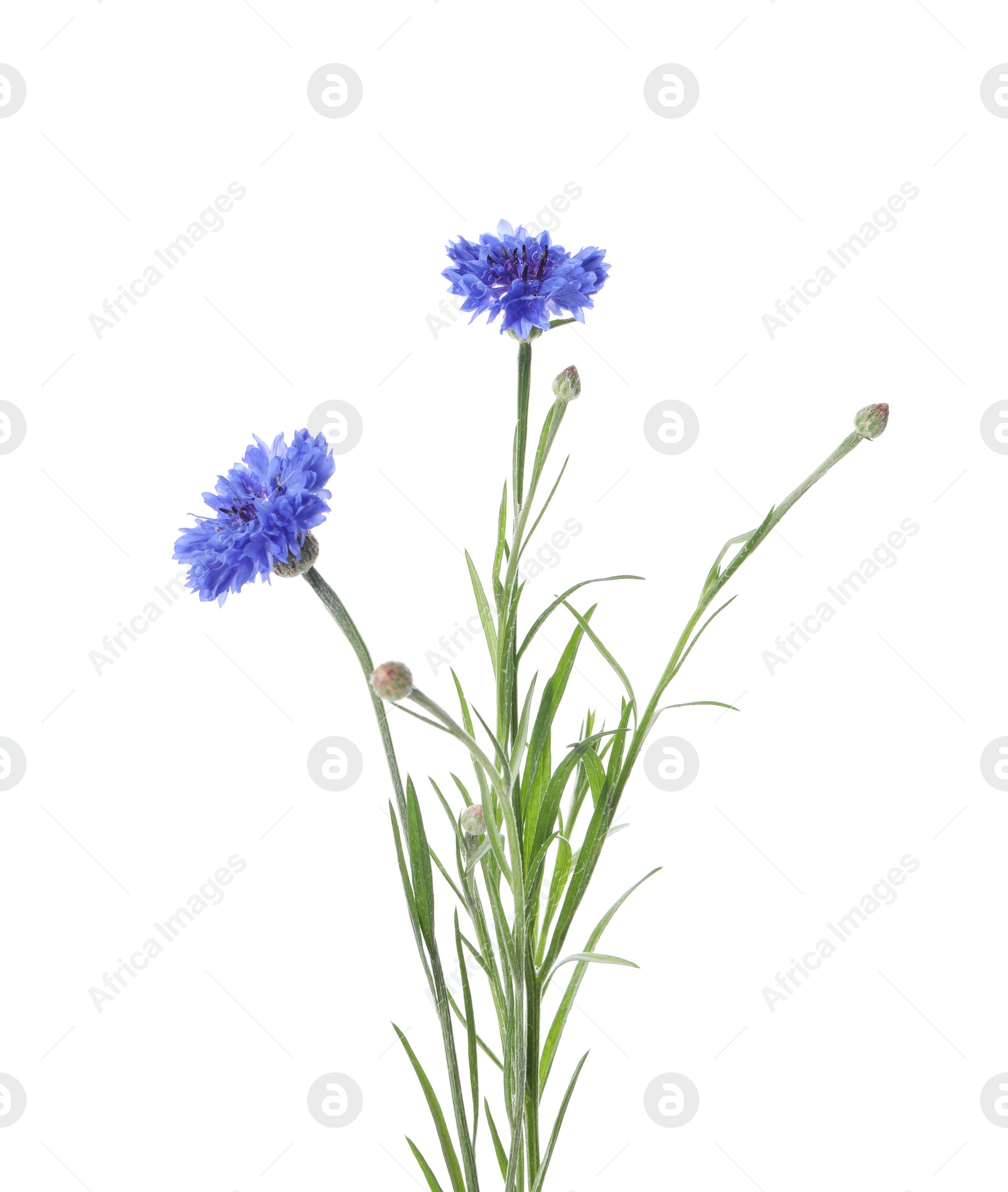 Photo of Beautiful blooming blue cornflowers isolated on white