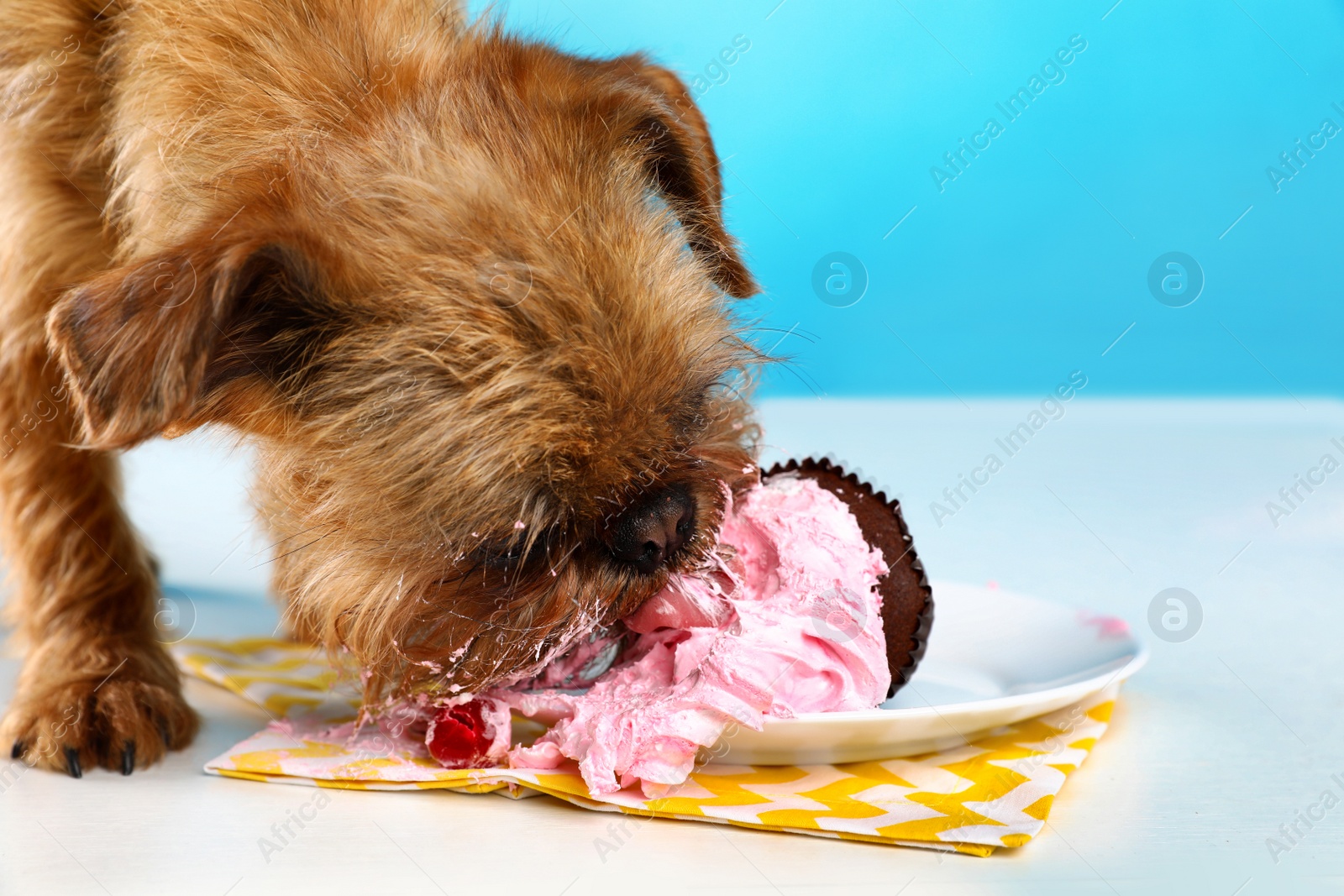 Photo of Studio portrait of funny Brussels Griffon dog eating tasty cupcake against color background