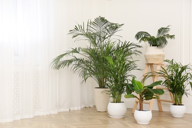 Photo of Different beautiful indoor plants in room, space for text. House decoration