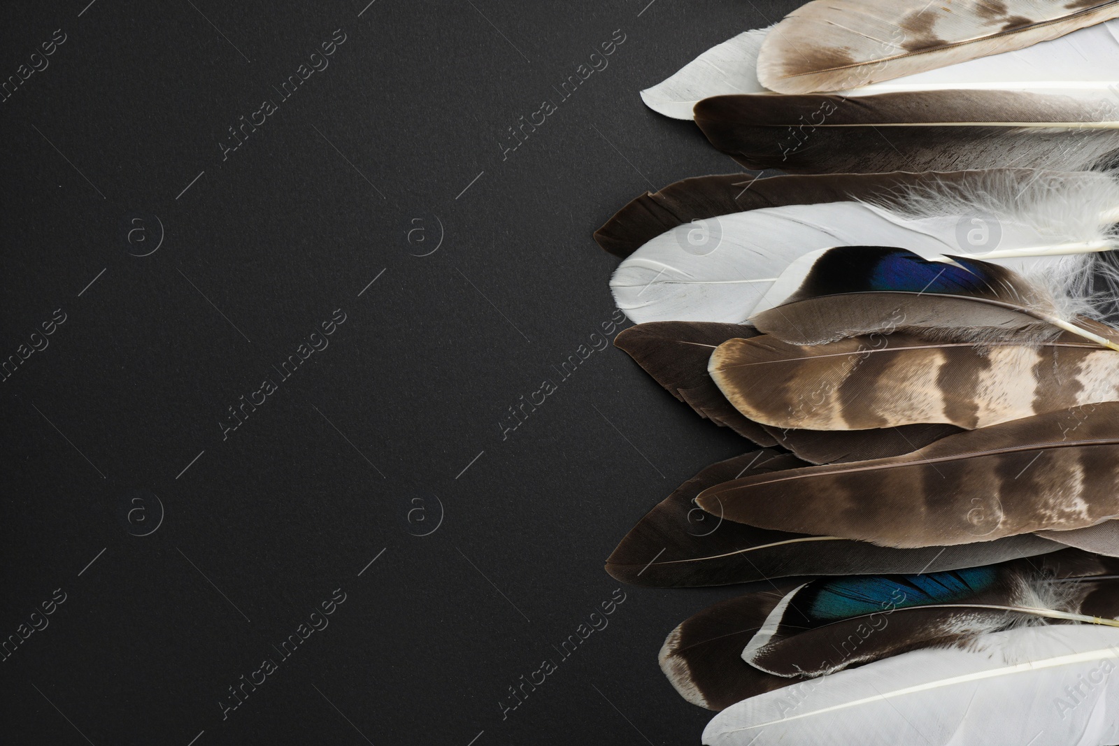 Photo of Many different bird feathers on black background, flat lay. Space for text