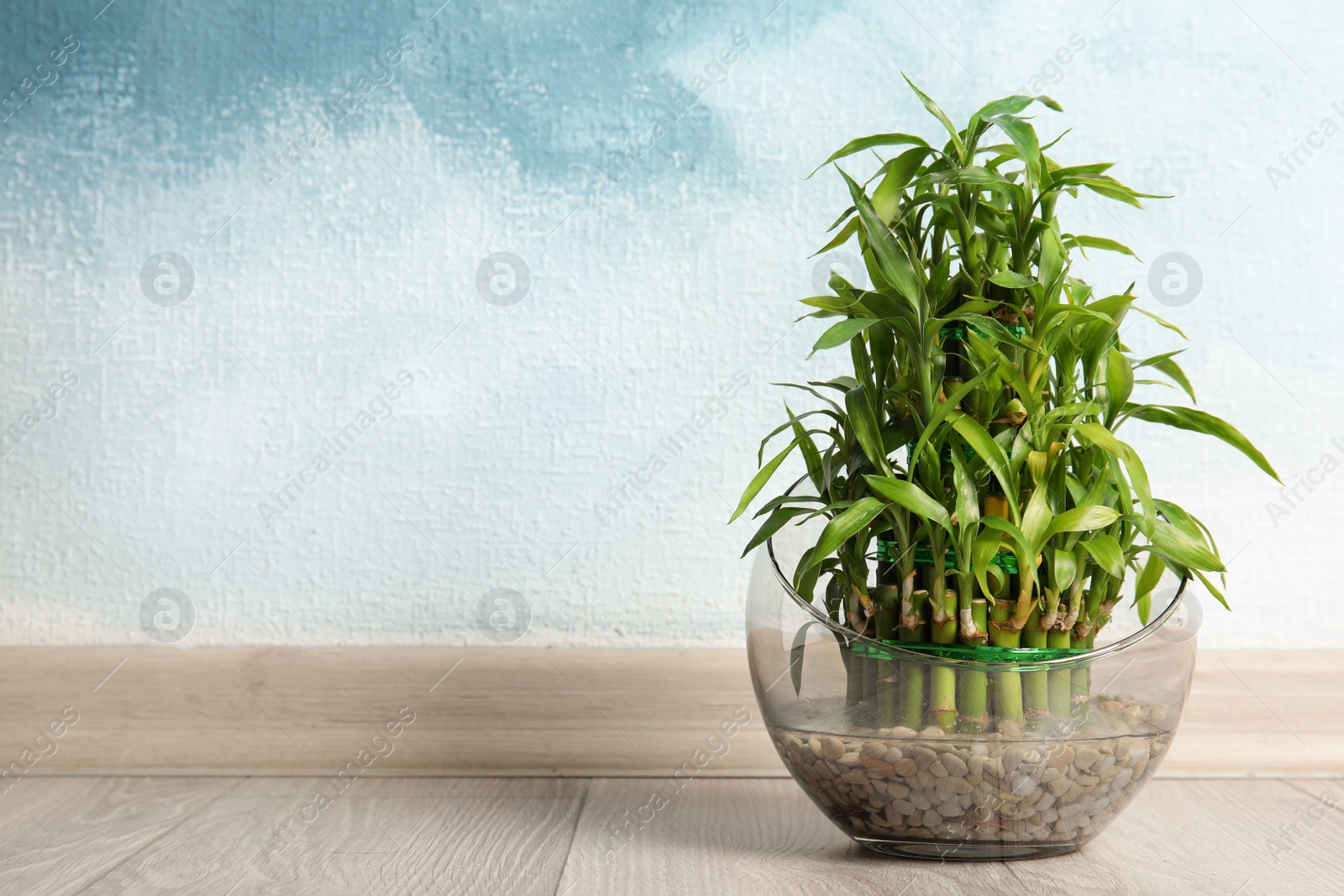 Photo of Green bamboo in glass bowl near color wall. Space for text