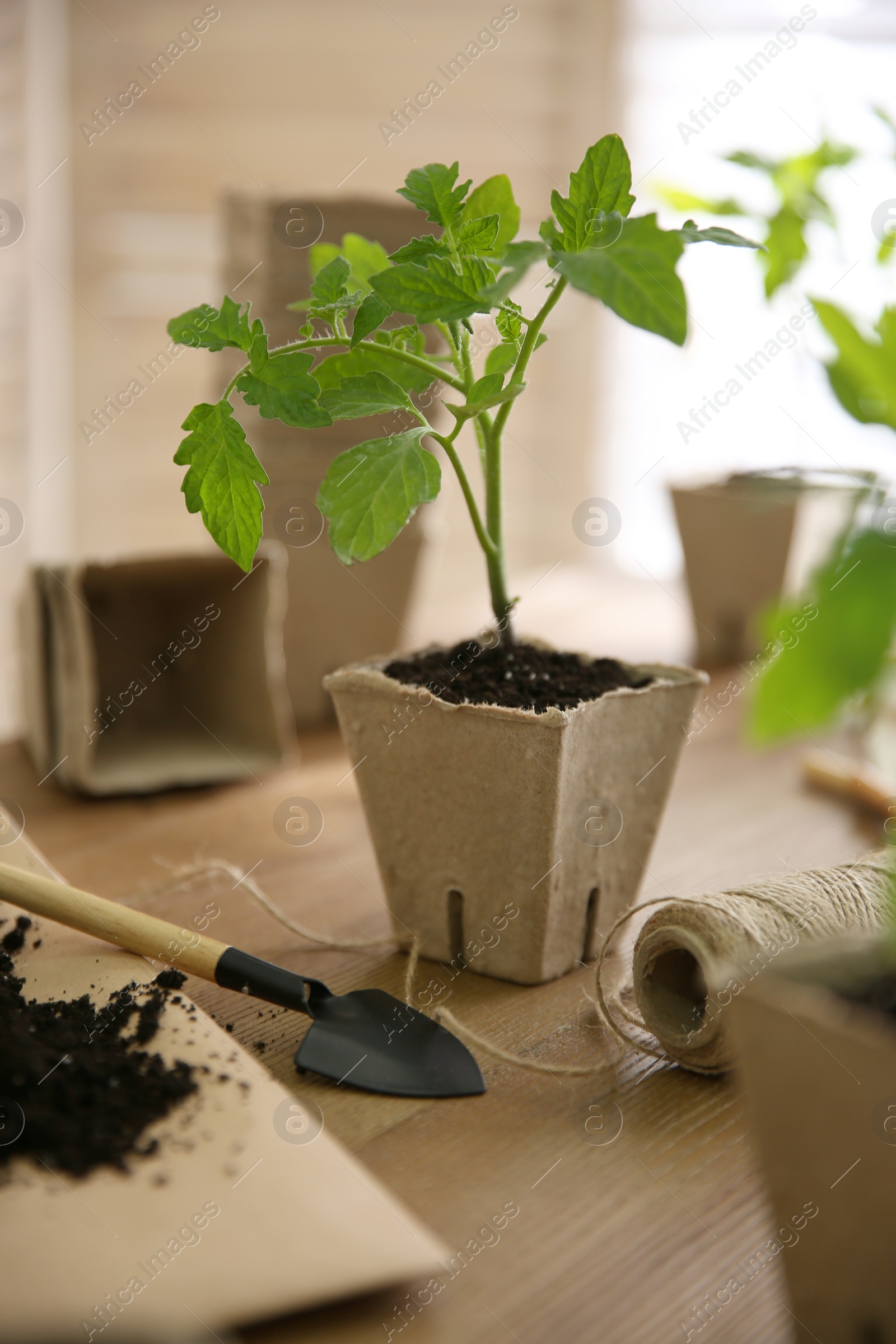 Photo of Soil, gardening trowel, rope and green tomato seedling in peat pot on wooden table