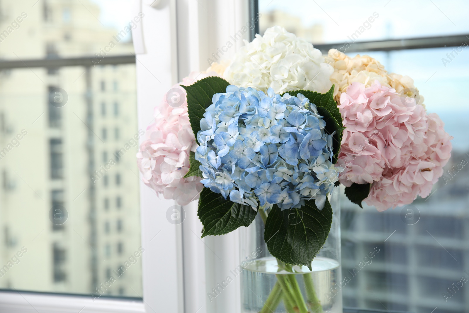 Photo of Beautiful hydrangea flowers in vase near window, closeup