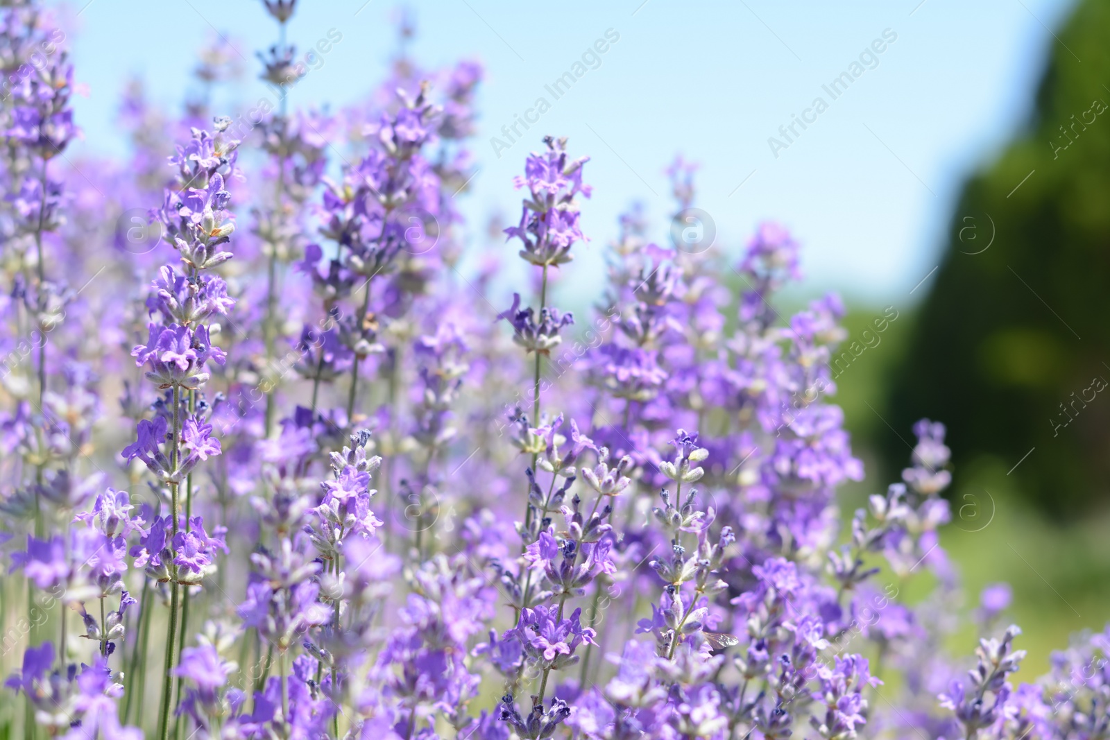 Photo of Beautiful lavender flowers growing in field, closeup