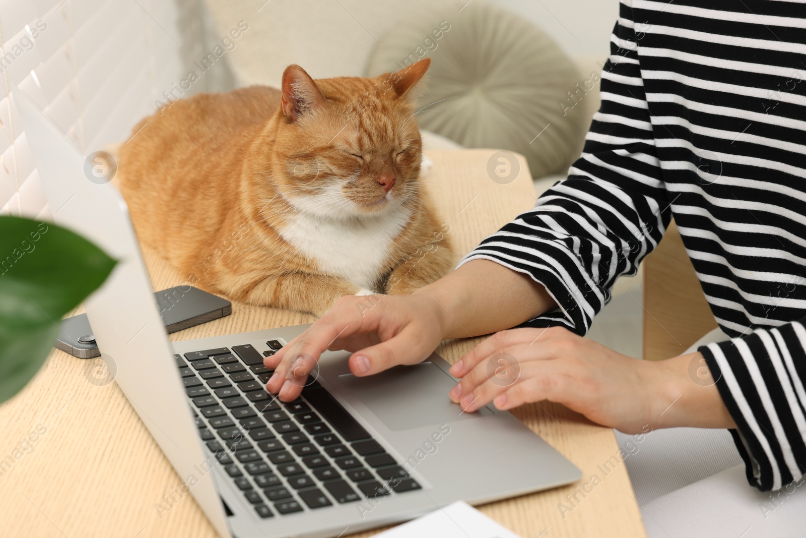 Photo of Woman working with laptop at home, closeup. Cute cat lying on wooden desk near owner