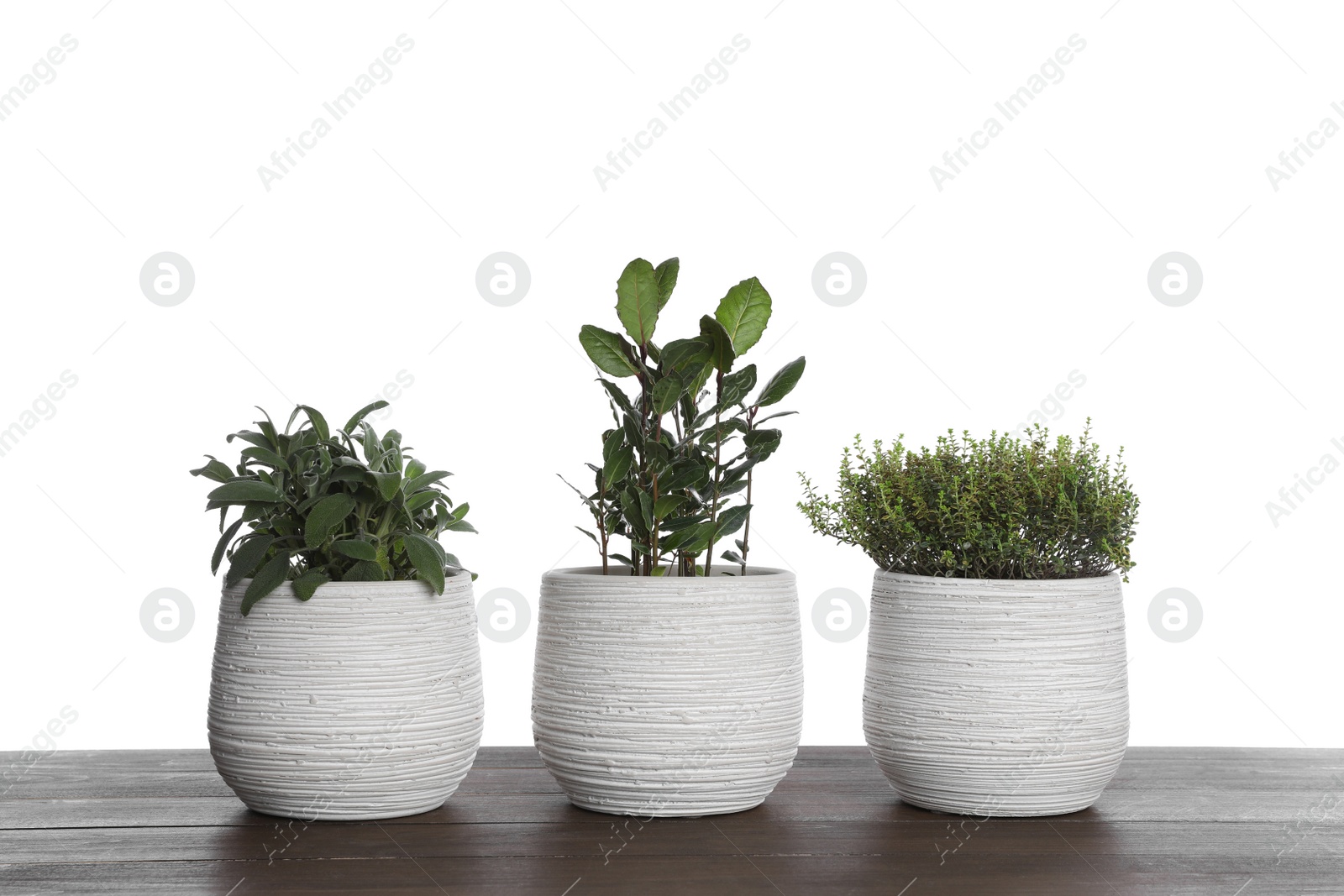 Photo of Pots with thyme, bay and sage on wooden table against white background