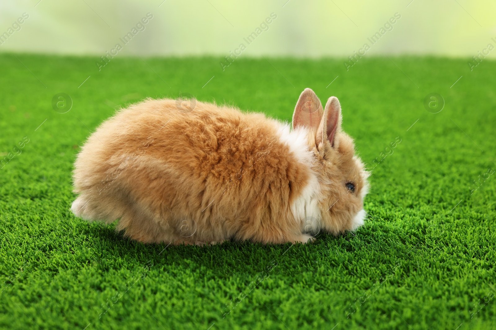 Photo of Cute fluffy pet rabbit on green grass