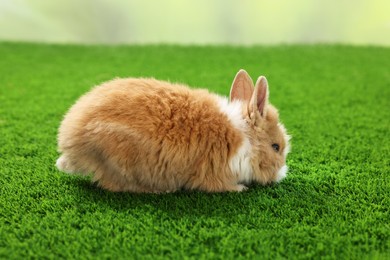 Cute fluffy pet rabbit on green grass