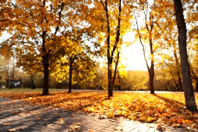 Photo of Beautiful trees with bright leaves in park, blurred view. Autumn season