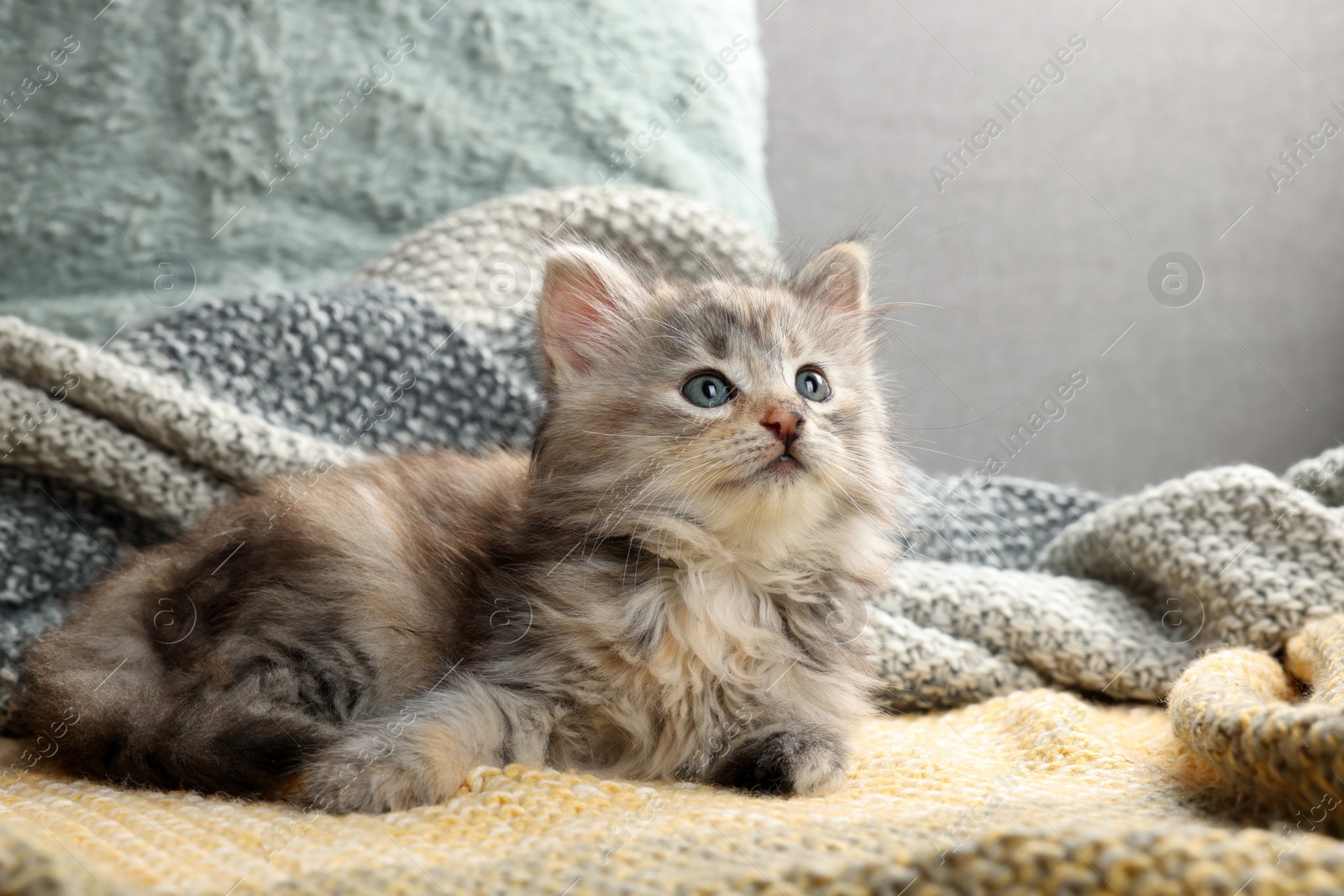 Photo of Cute kitten on knitted blanket. Baby animal