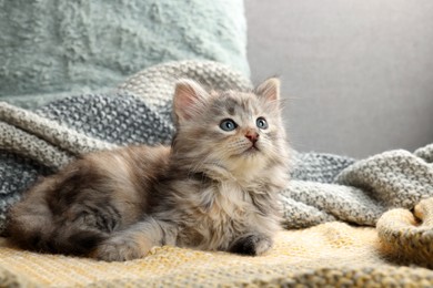 Cute kitten on knitted blanket. Baby animal