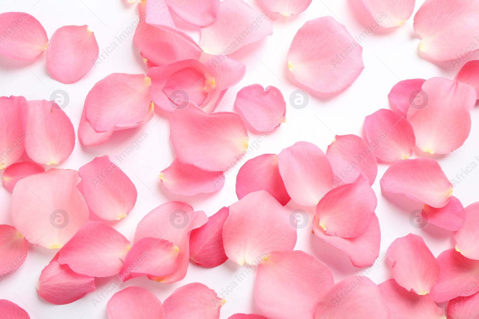 Photo of Fresh pink rose petals on white background, top view