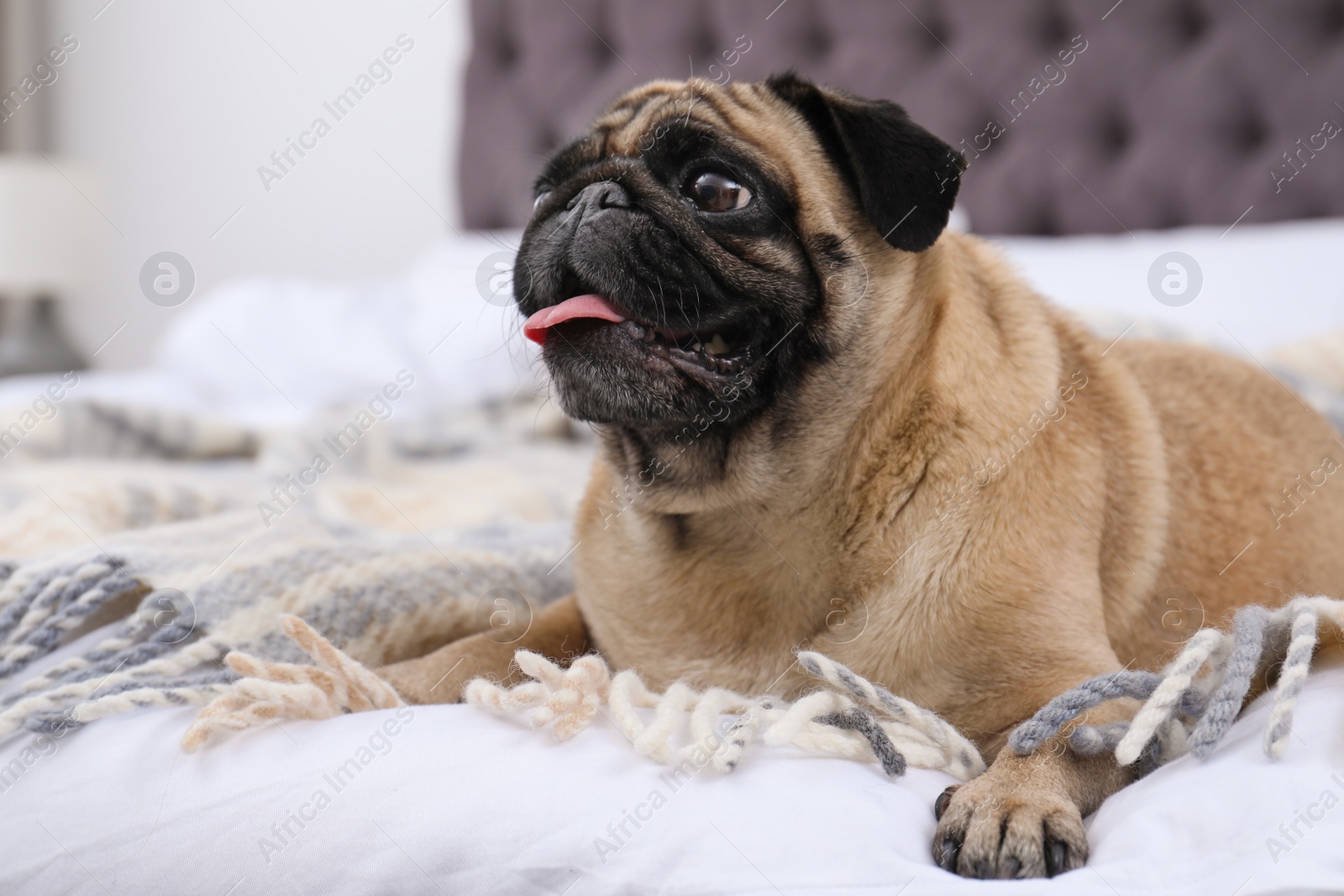 Photo of Happy cute pug dog on bed indoors