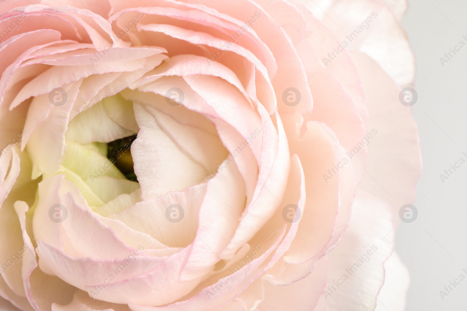 Photo of Closeup view of beautiful delicate ranunculus flower