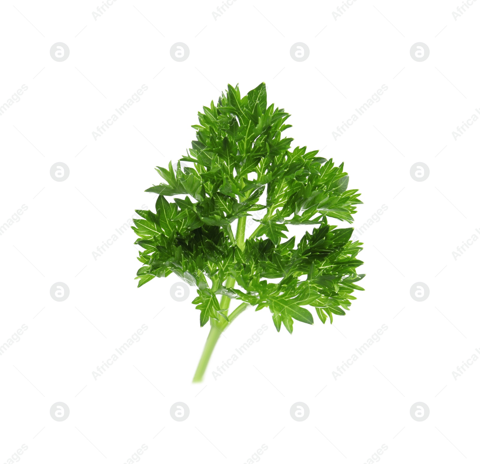 Photo of Fresh green organic parsley on white background