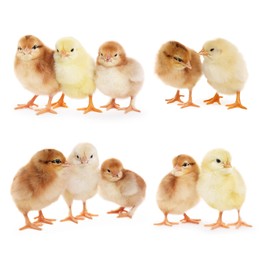 Collage with small cute baby chickens isolated on white