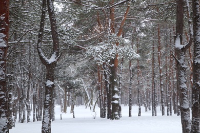 Photo of Picturesque view of beautiful forest covered with snow