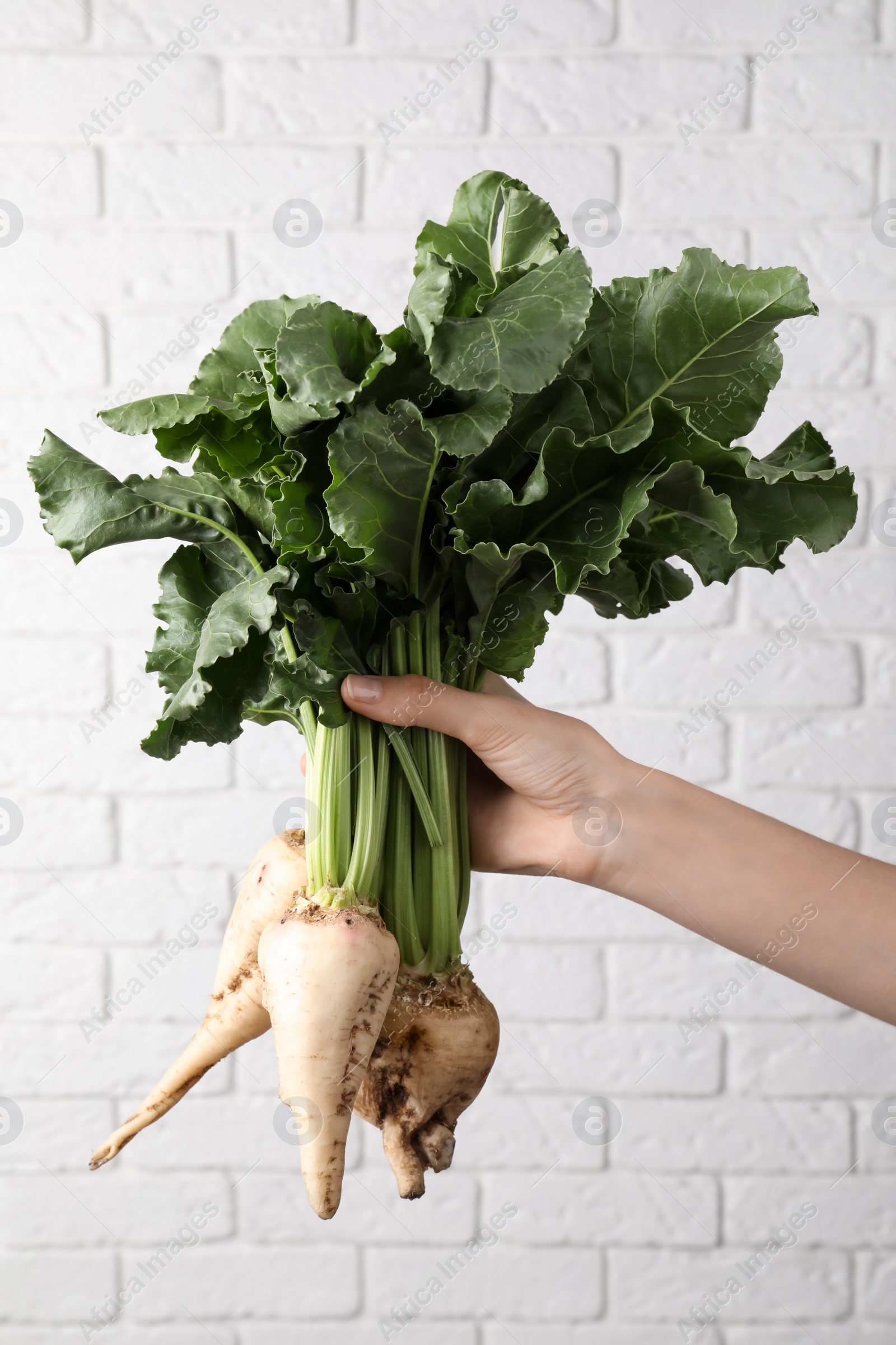 Photo of Woman holding sugar beets against white brick wall, closeup