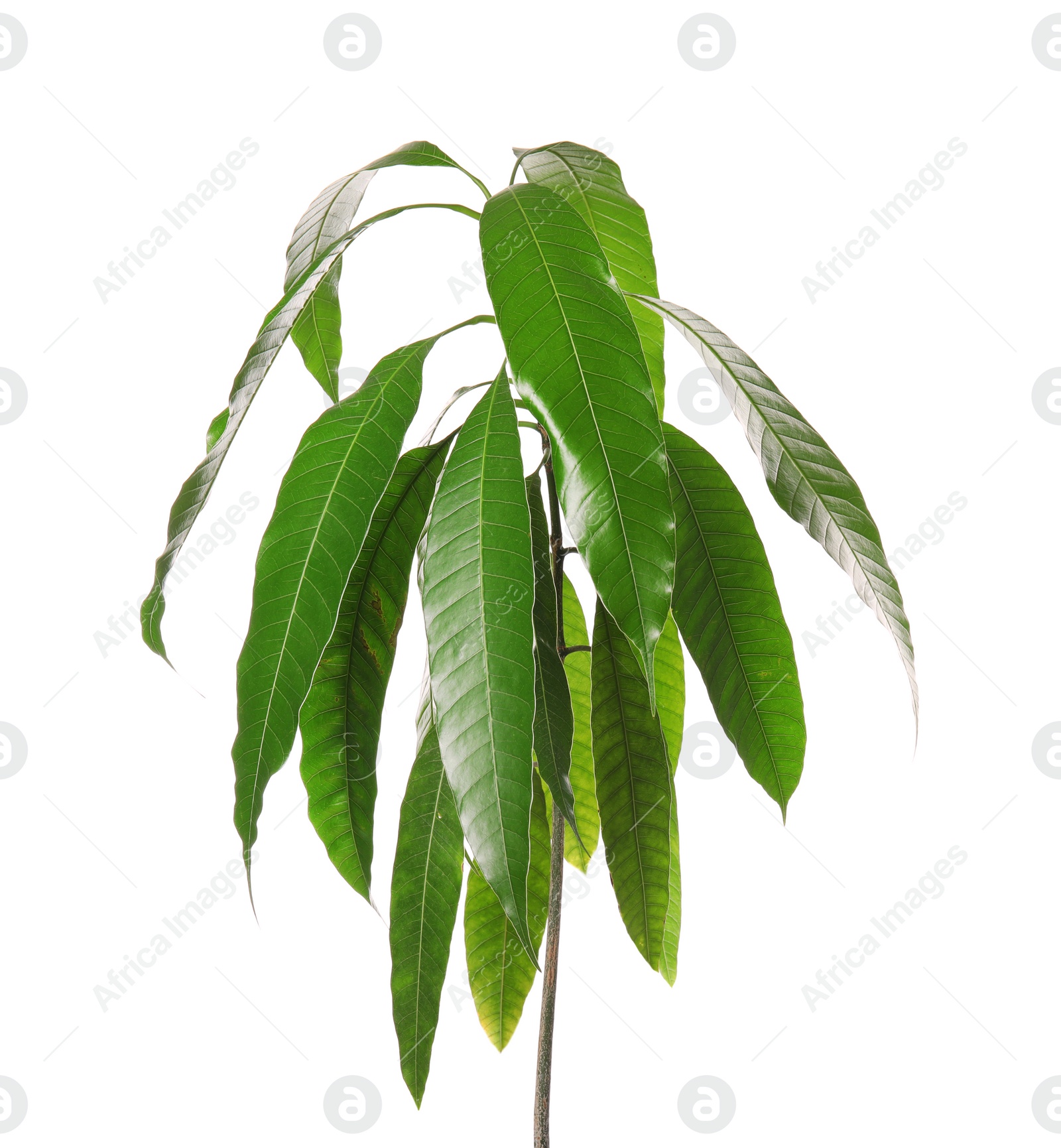 Photo of Branch of mango tree with green leaves on white background