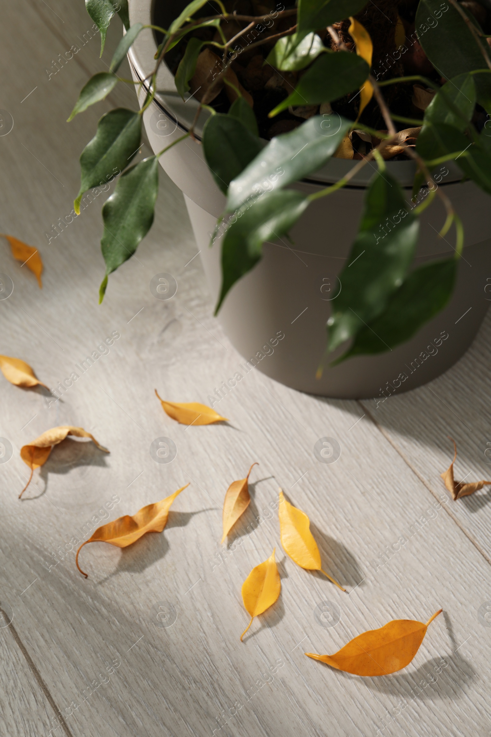 Photo of Fallen yellow leaves on floor near houseplant indoors